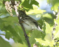 Blackpoll Warbler 6454